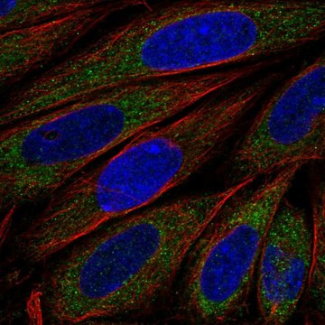 Anti-Fkbp6 Antibody Produced In Rabbit Prestige Antibodies&#174; Powered by Atlas Antibodies, affinity isolated antibody, buffered aqueous glycerol solution