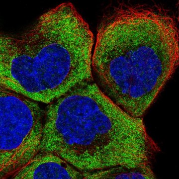 Anti-RPL5 antibody produced in rabbit Prestige Antibodies&#174; Powered by Atlas Antibodies, affinity isolated antibody