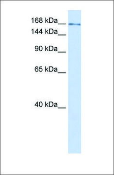 Anti-IFT172 antibody produced in rabbit affinity isolated antibody