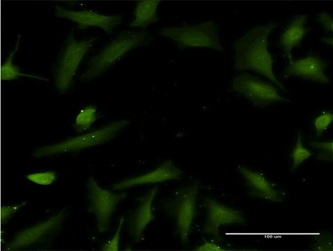 Monoclonal Anti-HTN3 antibody produced in mouse clone 4G9, purified immunoglobulin, buffered aqueous solution