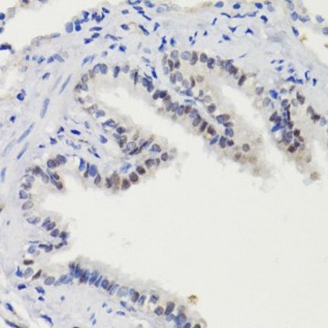 Anti-Phospho-Stat3-S727 antibody produced in rabbit