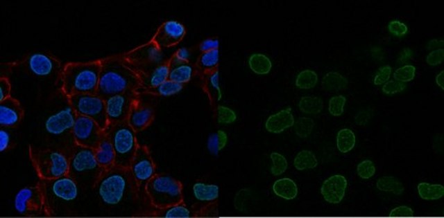 Anti-trimethyl-Histone H3 (Lys27) Antibody, Alexa Fluor&#8482; 488 Conjugate from rabbit, ALEXA FLUOR&#8482; 488