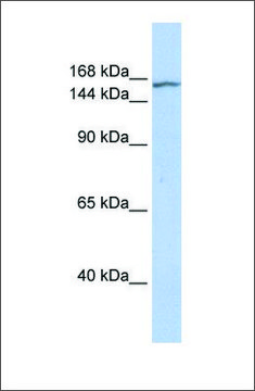 Anti-EHMT2 antibody produced in rabbit affinity isolated antibody