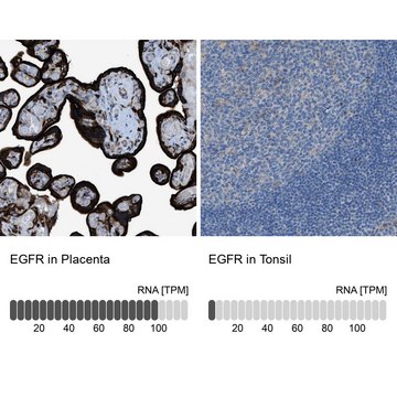 Anti-EGFR antibody produced in rabbit Prestige Antibodies&#174; Powered by Atlas Antibodies, affinity isolated antibody, buffered aqueous glycerol solution