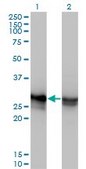 Monoclonal Anti-HMGB1 antibody produced in mouse clone 2F6, purified immunoglobulin, buffered aqueous solution