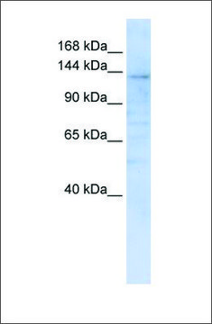 Anti-IMPG2 antibody produced in rabbit affinity isolated antibody