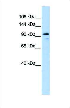 Anti-AMOTL1 antibody produced in rabbit affinity isolated antibody