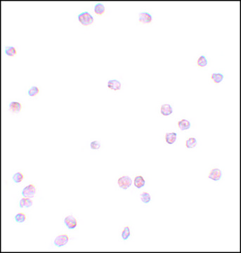 Anti-APC13 antibody produced in rabbit affinity isolated antibody, buffered aqueous solution