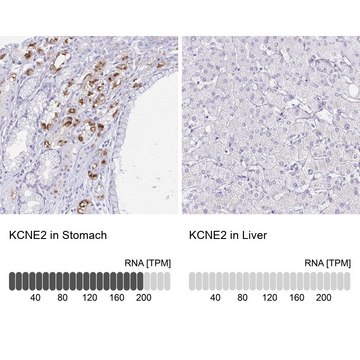 Anti-KCNE2 antibody produced in rabbit Prestige Antibodies&#174; Powered by Atlas Antibodies, affinity isolated antibody, buffered aqueous glycerol solution