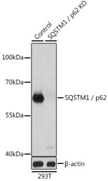 Anti-SQSTM1/p62 antibody produced in rabbit