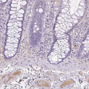 Anti-CLEC3B antibody produced in rabbit Prestige Antibodies&#174; Powered by Atlas Antibodies, affinity isolated antibody, buffered aqueous glycerol solution