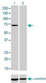 Monoclonal Anti-MTM1 antibody produced in mouse clone 1C10, purified immunoglobulin, buffered aqueous solution