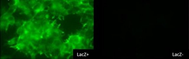 BioTracker 519 Green &#946;-Gal Dye Live cell imaging dye for &#946;-galactosidase (&#946;-gal) used to detect LacZ reporter gene expression and cellular senescence (SA-&#946;-gal).