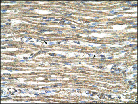 Anti-ACTR2 antibody produced in rabbit IgG fraction of antiserum