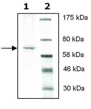 HDAC10 FLAG tag active human recombinant, expressed in baculovirus infected Sf9 cells, &#8805;38% (SDS-PAGE)