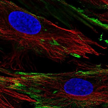 Anti-PXDC1 antibody produced in rabbit Prestige Antibodies&#174; Powered by Atlas Antibodies, affinity isolated antibody