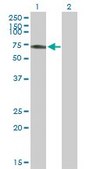 Anti-RSL1D1 antibody produced in mouse IgG fraction of antiserum, buffered aqueous solution