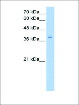 Anti-PCBP2 (AB2) antibody produced in rabbit IgG fraction of antiserum