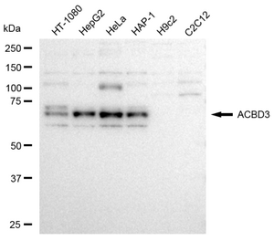KD-Validated Anti ACBD3 Antibody, clone 23GB3620, Rabbit Monoclonal clone 23GB3620, recombinant rabbit monoclonal, expressed in HEK293 cells