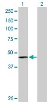 Anti-PAH antibody produced in rabbit purified immunoglobulin, buffered aqueous solution