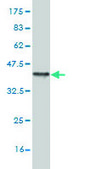 Monoclonal Anti-HD antibody produced in mouse clone 3F1, purified immunoglobulin, buffered aqueous solution