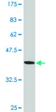 Monoclonal Anti-ATP2A1 antibody produced in mouse clone 3H4, ascites fluid, solution