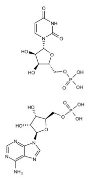 聚腺苷酸-多尿苷酸 钠盐 double-stranded homopolymer