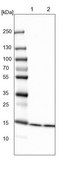 Anti-HIST2H2BE antibody produced in rabbit Prestige Antibodies® Powered by Atlas Antibodies, affinity isolated antibody, buffered aqueous glycerol solution