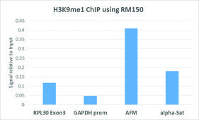 Anti-Monomethyl-Histone H3 (Lys9) antibody, Rabbit monoclonal recombinant, expressed in HEK 293 cells, clone RM150, purified immunoglobulin