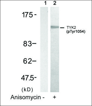 Anti-phospho-TYK2 (pTyr1054) antibody produced in rabbit affinity isolated antibody