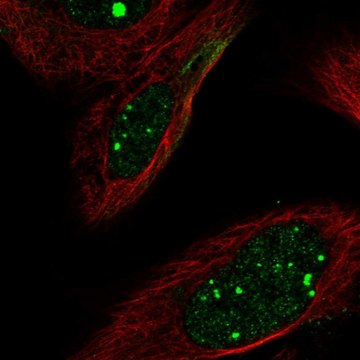 Anti-FLI1 antibody produced in rabbit Prestige Antibodies&#174; Powered by Atlas Antibodies, affinity isolated antibody