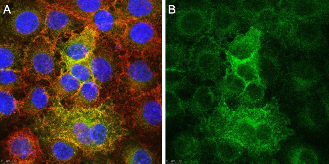 Anti-xCT Antibody, clone 3A12