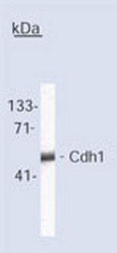 抗-Cdh1（Ab-2）小鼠mAb（DH01） liquid, clone DH01, Calbiochem&#174;