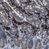 Anti-CLPTM1L antibody produced in rabbit Prestige Antibodies® Powered by Atlas Antibodies, affinity isolated antibody, buffered aqueous glycerol solution