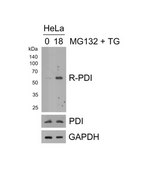 Anti-PDI Antibody, arginylated (Nt-Asp18) from rabbit, purified by affinity chromatography