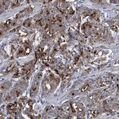 Anti-SPON2 antibody produced in rabbit Prestige Antibodies® Powered by Atlas Antibodies, affinity isolated antibody, buffered aqueous glycerol solution