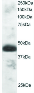 Anti-TFEC antibody produced in goat affinity isolated antibody, buffered aqueous solution