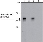 Anti-phospho-AKT (pThr450) antibody, Mouse monoclonal clone AK-11, purified from hybridoma cell culture