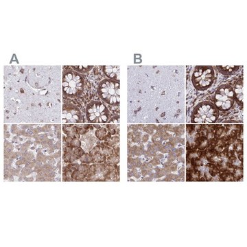 Anti-RPS15 antibody produced in rabbit Prestige Antibodies&#174; Powered by Atlas Antibodies, affinity isolated antibody, buffered aqueous glycerol solution