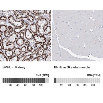 Anti-BPHL antibody produced in rabbit Prestige Antibodies&#174; Powered by Atlas Antibodies, affinity isolated antibody, buffered aqueous glycerol solution