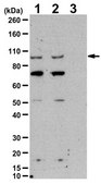 Anti-trimethyl STAT3 (Lys180) Antibody from rabbit, purified by affinity chromatography
