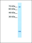 Anti-SLC6A8 antibody produced in rabbit IgG fraction of antiserum
