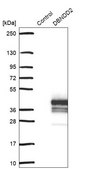 Anti-DBNDD2 antibody produced in rabbit Prestige Antibodies® Powered by Atlas Antibodies, affinity isolated antibody, buffered aqueous glycerol solution