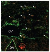 Anti-SOX18 affinity isolated antibody