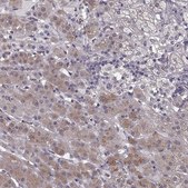 Anti-RIT2 antibody produced in rabbit Prestige Antibodies® Powered by Atlas Antibodies, affinity isolated antibody