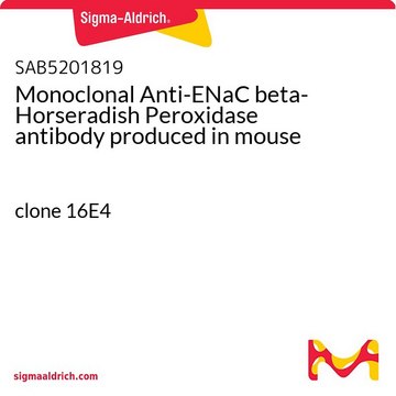 Monoclonal Anti-ENaC beta-Horseradish Peroxidase antibody produced in mouse clone 16E4