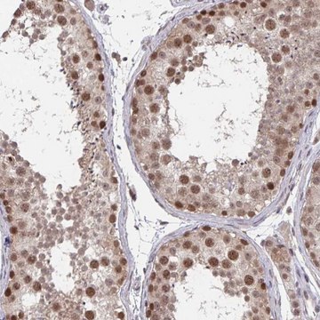 Anti-JMJD1C antibody produced in rabbit Prestige Antibodies&#174; Powered by Atlas Antibodies, affinity isolated antibody, buffered aqueous glycerol solution