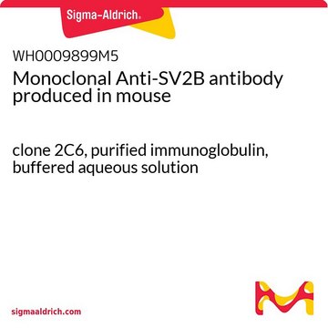 Monoclonal Anti-SV2B antibody produced in mouse clone 2C6, purified immunoglobulin, buffered aqueous solution