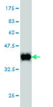 Monoclonal Anti-POLR2I antibody produced in mouse clone 2B3, purified immunoglobulin, buffered aqueous solution