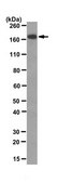 Anti-MyT1L Antibody, clone 20B4.1 clone 20B4.1, from mouse